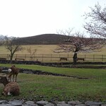 春日ホテル - 若草山