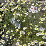 JiProign - うさぎは暴走状態のカモミールに埋もれて居た^_^