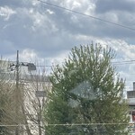 JiProign - カエデのB53に若葉が茂ってロケットが見えなくなっていた