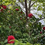 JiProign - そば屋さんでは白いツバキがほぼ終了して赤いのが始まったけど、これも花の季節が短そう^_^