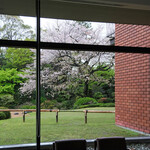 Restaurant SAKURA - 入口からの桜です