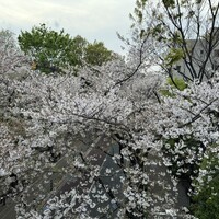 御料理 無窮 - 