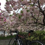 和RA-MEN だし奉行 - おまけ　彦根牡丹桜