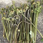 和RA-MEN だし奉行 - おまけ　蕨