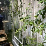 ジョリッティ - 