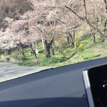 つくし - 一年前の小布施の桜