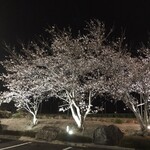 和の湯 - 駐車場の桜　ライトアップされていました