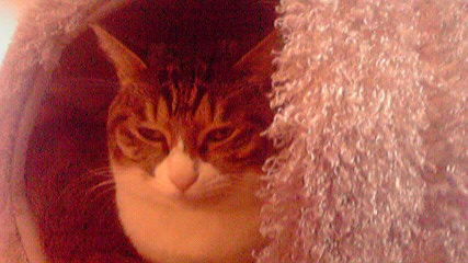 移転 猫カフェ 猫の箱 西中島南方 喫茶店 食べログ 移転 猫カフェ 猫の箱 西中島南方 喫茶店 食べログ