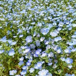 炭火焼うなぎ 東山物産 - 志摩市観光農園のネモフィラ