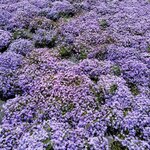 炭火焼うなぎ 東山物産 - 