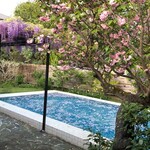 スターバックス・コーヒー - 横山隆一が愛した藤棚、桜の樹、プールがそのまま残された庭