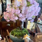 珈琲専門店 風見鶏 - レジ横の「盆栽」の桜♪
                                丁度この日に満開を迎えたらしい！
                                3〜5年は咲き続けるみたい♪
                                マスターの腕の良さを感じる！
                                俺...盆栽詳しくないけどꉂꉂ(ˊᗜˋ*)