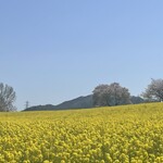 長浜ラーメン 夜久野本店 - 