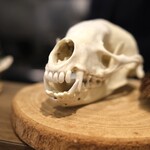 ラチュレ - アナグマ