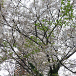 ガストロノミー ジョエル・ロブション - 葉桜もまた美しからずや