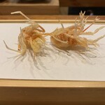 Tempura Miyashiro - 