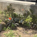 そば処 砂武縞 - 