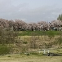 米沢牛黄木 金剛閣 すき焼き しゃぶしゃぶ 毘沙門 - さくら満開(松川堤防)4月17日撮影