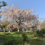 柳生の庄 - 散歩途中の桜