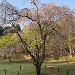 柳生の庄 - 桜と新緑もみじのコントラスト