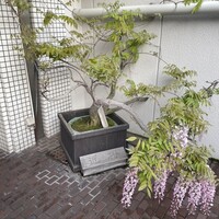 近松 - 