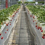 姫路ハートフル観光農園 - 