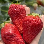 姫路ハートフル観光農園 - 