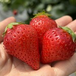 姫路ハートフル観光農園 - 