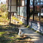 店の外観と、庭と、アヒル(ある日の１４年冬ver)