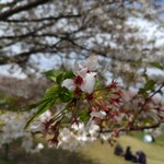 森のテラスカフェ - 訪れたこの日、桜はまだ持ってくれてました。