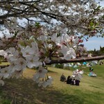 森のテラスカフェ - とてもキレイな桜、最後のタイミングの好天でお花見してる人もたくさん。