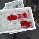 いちごファーム北条 - 苺詰めています