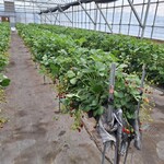 いちごファーム北条 - 店内