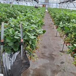 いちごファーム北条 - 店内