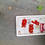 いちごファーム北条 - 苺詰めています