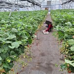 いちごファーム北条 - 店内