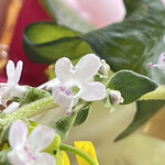 JiProign - タイムの花初登場