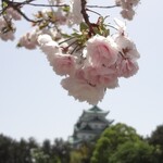 光村 - 帰路の桜と藤＆名古屋城