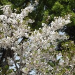 光村 - 帰路の桜と藤＆名古屋城