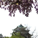 光村 - 帰路の桜と藤＆名古屋城