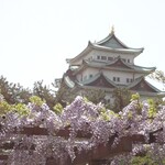 光村 - 帰路の桜と藤＆名古屋城