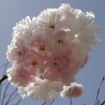 光村 - 帰路の桜と藤＆名古屋城