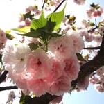 光村 - 帰路の桜と藤＆名古屋城