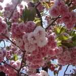 光村 - 帰路の桜と藤＆名古屋城