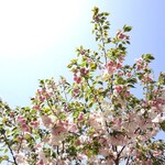 光村 - 帰路の桜と藤＆名古屋城