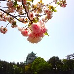 光村 - 帰路の桜と藤＆名古屋城
