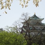 光村 - 帰路の桜と藤＆名古屋城＆蜂