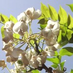 光村 - 帰路の桜と藤＆名古屋城