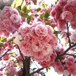 光村 - 帰路の桜と藤＆名古屋城