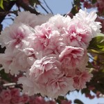 光村 - 帰路の桜と藤＆名古屋城